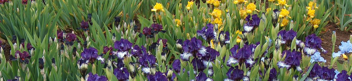 Greater Portland Iris Society
