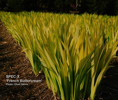 Many of the late SPEC-X can have bright foliage in the Spring