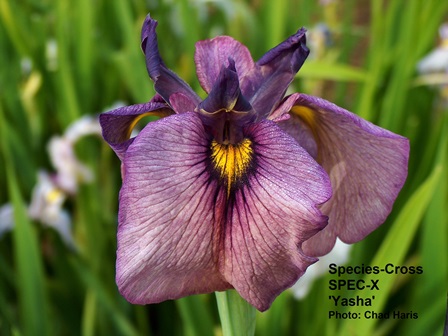 New hybrids of iris are now  extending the iris season longer 