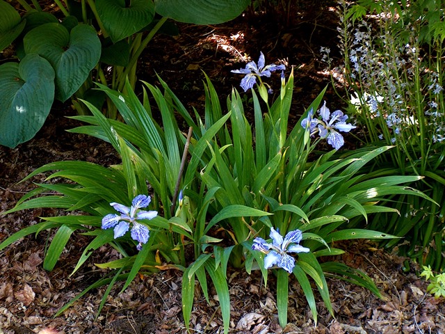 Iris tectorum growing in the shade with hosta