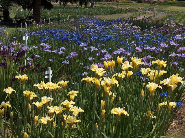 Siberian iris now come in many new colors