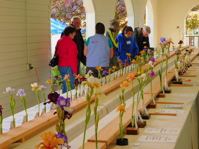 One of the two panels of judges from the 2017 Spring Iris Show